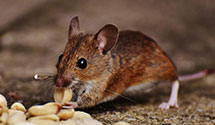 24 Hour & Emergency Exterminators in Richwood, WV